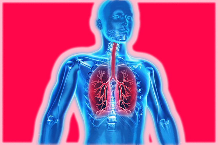 Image of a humans respiratory system